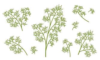 illustration of dill isolated on white background. Ecological product. Universal icons for food and nature design. Fresh Greens Image. vector