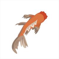 illustration of Koi fish from top view. Japanese carp isolated on white background. vector