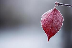 A red leaf is hanging from a branch photo