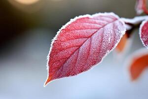 Frosty red leaf on a branch photo