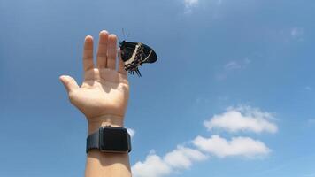 Butterfly landing on palm under clear blue sky in daytime photo