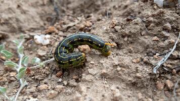 Caterpillar crawling on soil in natural habitat by a small plant in daylight photo