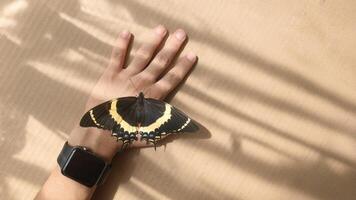 Butterfly resting on a hand under natural light with shadows playing on the surface photo