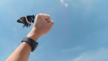 Butterfly released into the sky from a person's hand on a sunny day photo