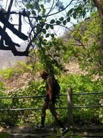 Hiker navigating a scenic trail in a lush green environment during a sunny day photo