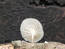 Close-up of a delicate, translucent mushroom growing on a log, with visible gills and a soft, ethereal appearance. photo