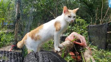 A cat standing on a log in a garden photo