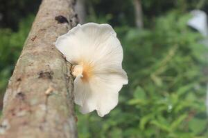A mushroom growing on a tree branch photo