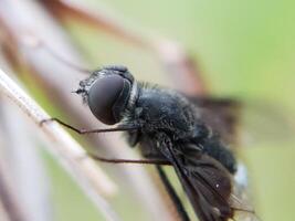 A Black Fly Perched on a Blade of Grass photo