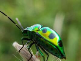 A green and black bug with black spots on it photo
