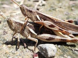 Two grasshoppers on a rock photo