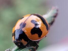 A ladybug with black and yellow spots on it photo