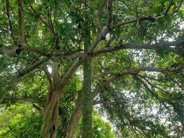A large tree with many leaves and branches photo