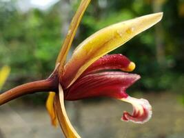 A Close-Up View of a Red and Yellow Orchid with Dew Drops photo