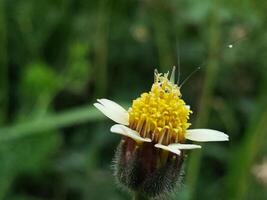 A Tiny Green Cricket Perched on a Yellow Flower photo
