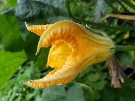 A yellow squash flower with a green stem photo