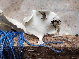 A piece of wood with a blue string on it photo