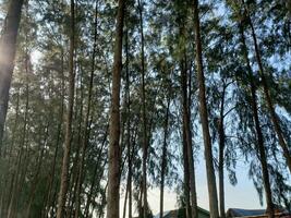 A group of trees with the sun shining through them photo