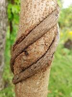 A close up of a tree trunk with a knot photo