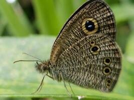 A brown butterfly with black spots on its wings photo