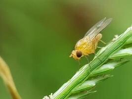 A Yellow Fly Resting on a Green Blade of Grass photo