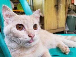 A cat is sitting on a chair photo