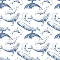Seamless pattern with marine mammals. Hand drawn sketch in engraving technique. Sperm whale, humpback whale, dolphin, beluga whale, killer whale. Monochrome ink drawing. vector