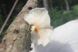 A white flower on a tree photo