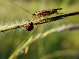 Cockroach and Ladybug on a Blade of Grass photo