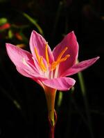 Rain Lily flower blooming in the garden. the flower is the main focus of the image photo