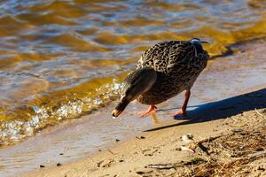 young ducks and drakes in lake with blue dark background with sun rays photo