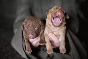 Two puppies are being held by a person photo