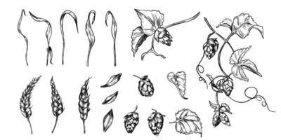 Wheat ear, hop cones on vine black white graphic illustration isolated. Set of brewing ingredients. spikelet of rye, humulus plant hand drawn by engraving for beer label, packaging, branding. vector
