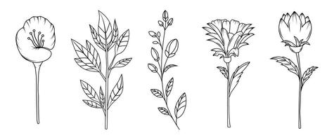 Collection of flowers in rustic hand drawn style. Editable strokes. Elements and shapes for the frame. Minimalistic Herbal Botanical Doodle Set. Line art and clip art. Silhouette. Vintage sketch. vector