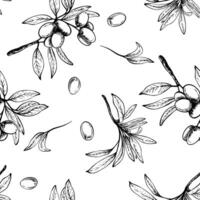 Olive tree branch with leaves and berries fruit seamless pattern. Black and white linear drawing hand drawn illustration. Botanical clipart for fabric, wallpaper print. Isolated from background vector