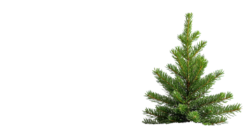 A small evergreen tree is shown against a black background png