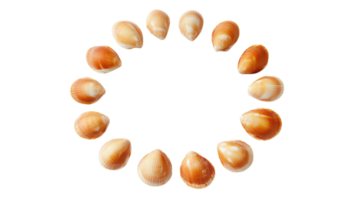 A circle of shells arranged in a circle on a black background png