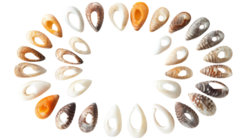 A circle of shells arranged in a circle png