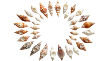 Shells arranged in a circle on a black background png