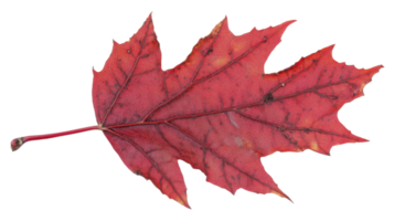 A red maple leaf on a black background png