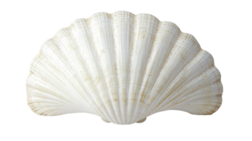 Elegant White Seashell Displayed on a Soft Alabaster Background for Nature-themed Projects and Designs. png