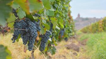 Close up zoom in time lapse small wine grapes on trees on vineyard field on autumn in Armenia with famous landmark of Khor Virap monastery. Harvesting season in caucasus. Wine produce Armenia video