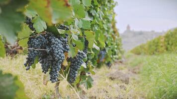 Cinematic static time lapse small wine grapes on trees on vineyard field on autumn in Armenia with famous landmark of Khor Virap monastery. Harvesting season in caucasus. Wine produce Armenia video
