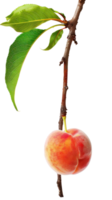 Peach on branch isolate on transparency background png