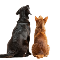 Back view of Dog and cat looking up the same direction, full body isolate on transparency background png
