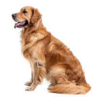 Golden Retrievers side view full body isolate on transparency background png
