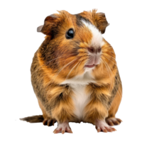 Guinea Pigs pet side view full body isolate on transparency background png