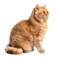British Shorthairs cat side view full body isolate on transparency background, png