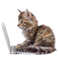 cat using laptop isolate on transparency background, png