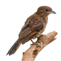 Oilbird side view full body isolate on transparency background, png